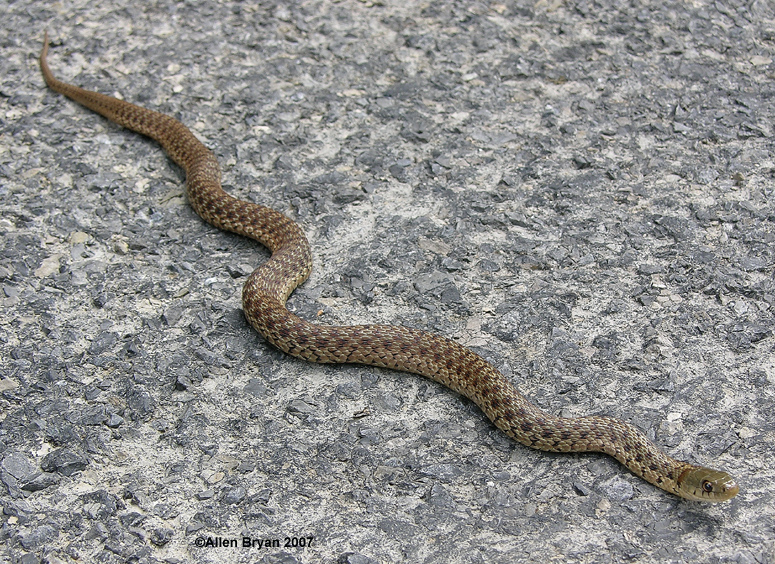 Eastern Garter Snake